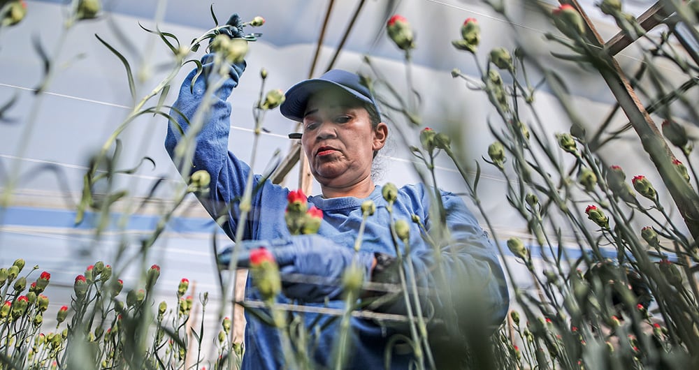 Más de 200.000 personas trabajan en el sector floricultor. 
