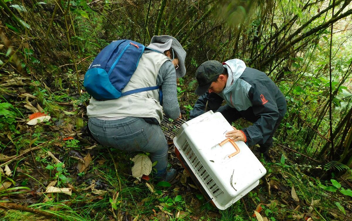Liberación de animales en suroeste de Antioquia