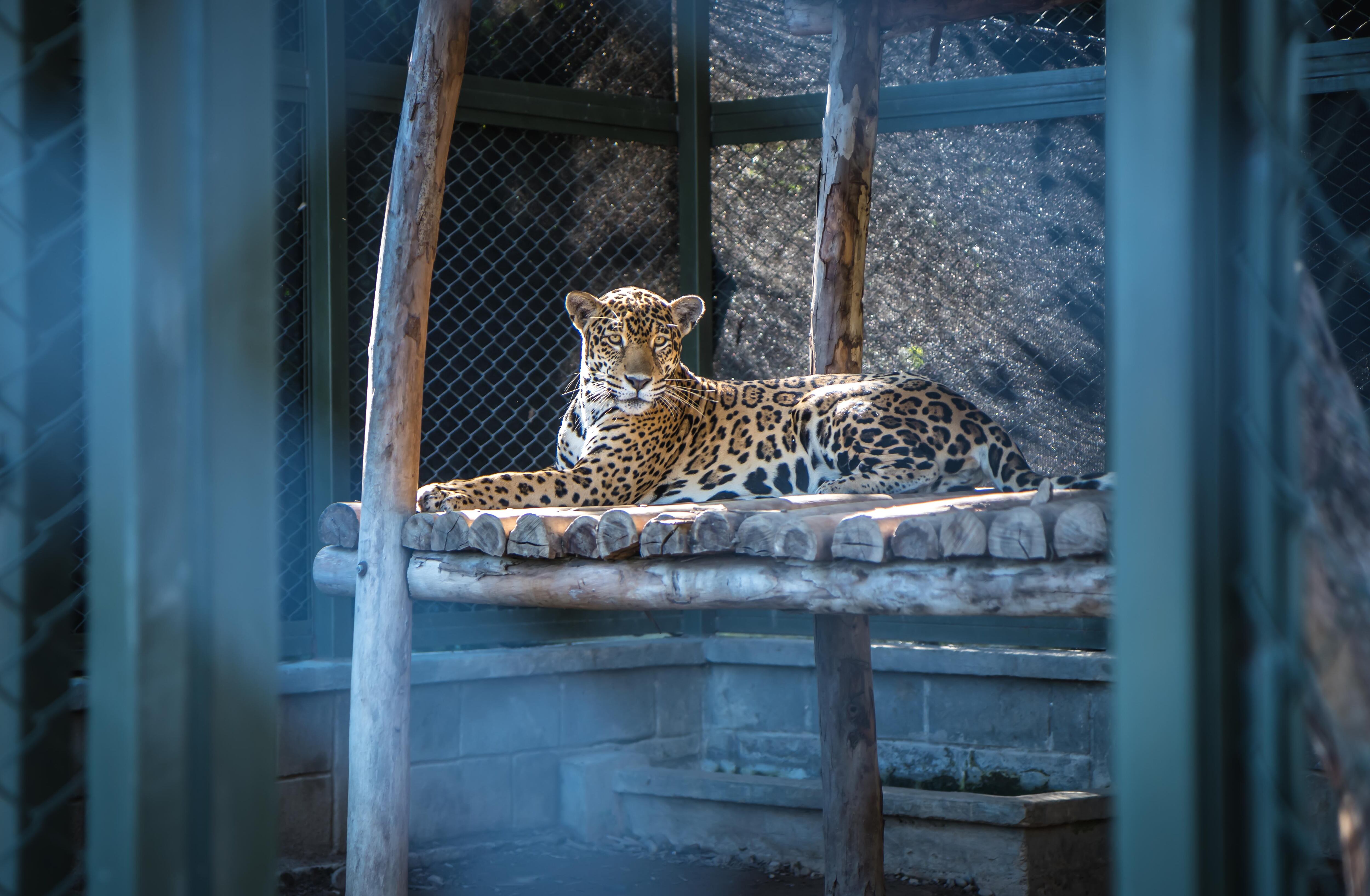 La imponente jaguar había sido confundida con un gato y vivía en una casa de un municipio en Norte de Santander.