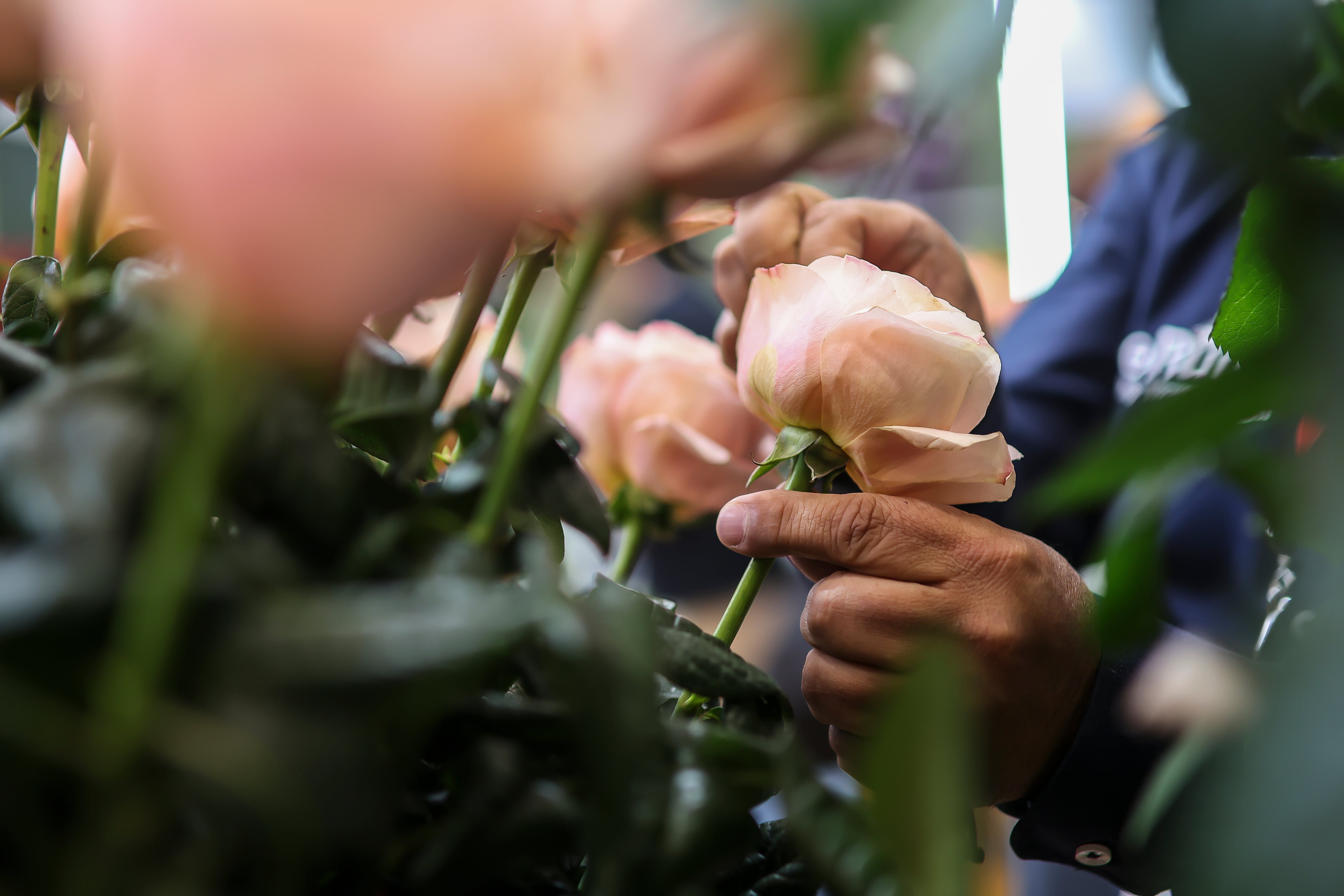 Corferias será el escenario más bello y colorido lleno de flores de Colombia y el mundo, con el ánimo de celebrar la feria #32 de PROFLORA. Además la puesta en escena de la feria de flor fresca cortada más grande del mundo.