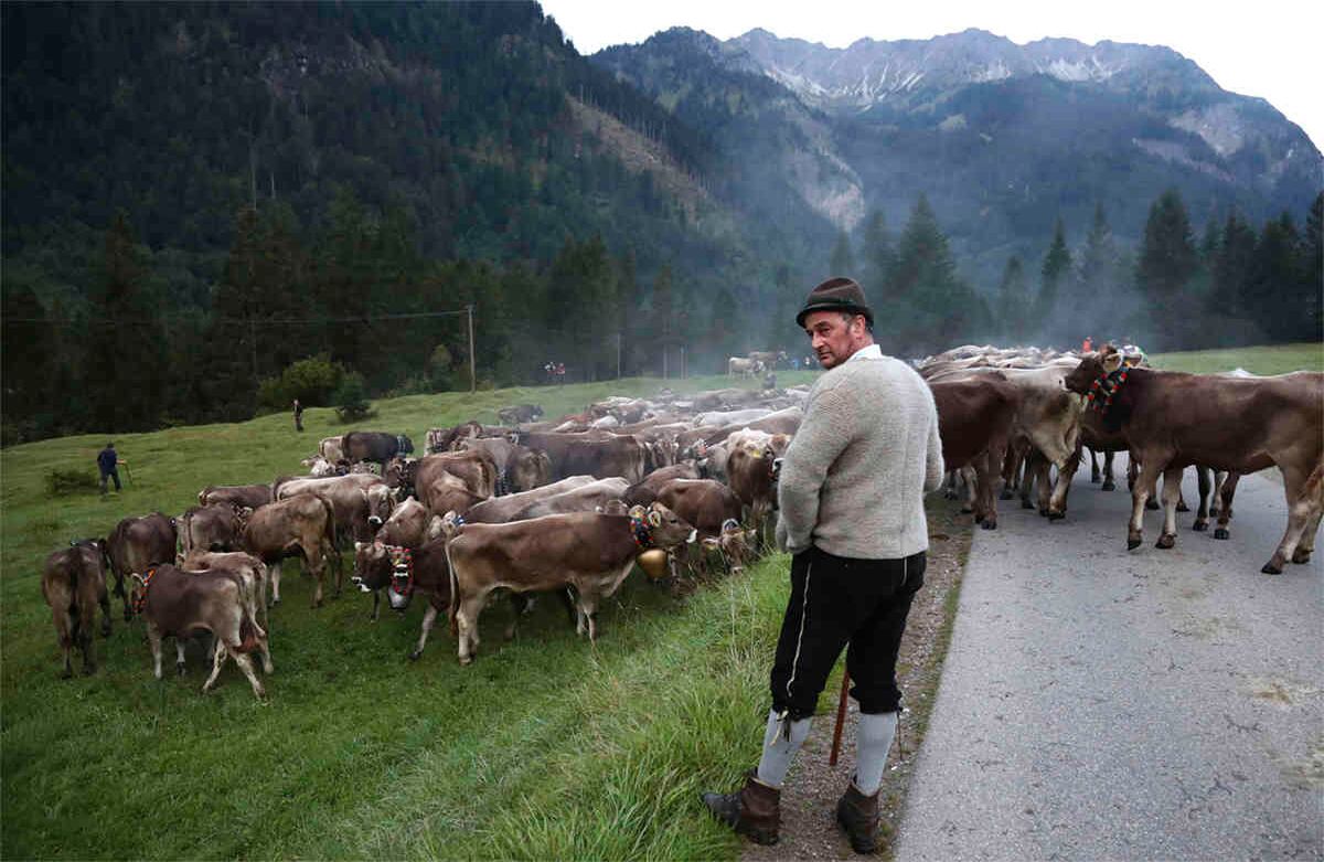 Un pastor bávaro descansa mientras conduce a sus vacas durante el regreso del ganado a los pastos de verano en las montañas cerca de Bad Hindelang, Alemania, el miércoles 11 de septiembre de 2019. En otoño, los rebaños se alimentaron de pastos alpinos. Durante el verano, son conducidos hacia el valle, donde pasan el invierno. (Foto AP / Matthias Schrader)