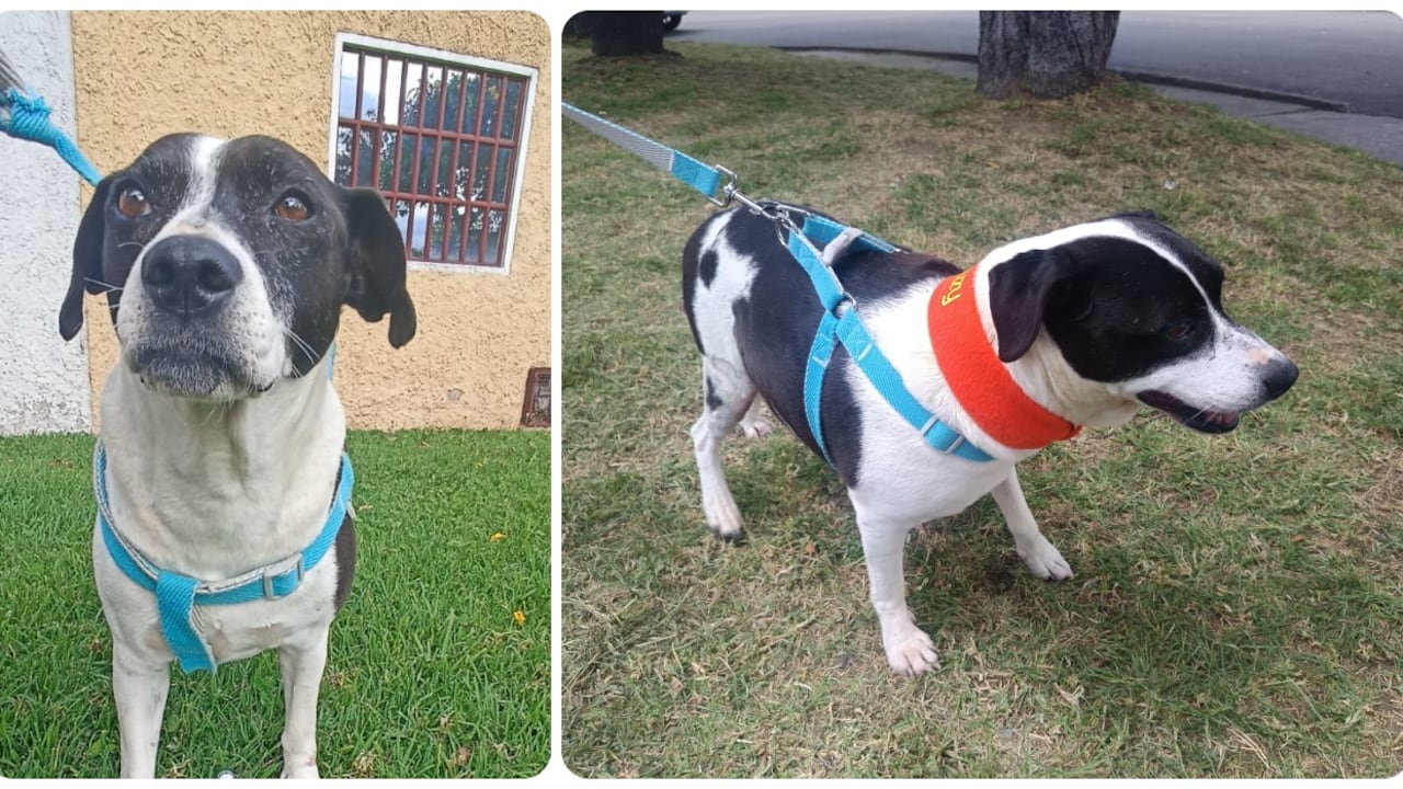 MUU, perrita perdida en Ciudad Bolívar