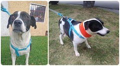 MUU, perrita perdida en Ciudad Bolívar