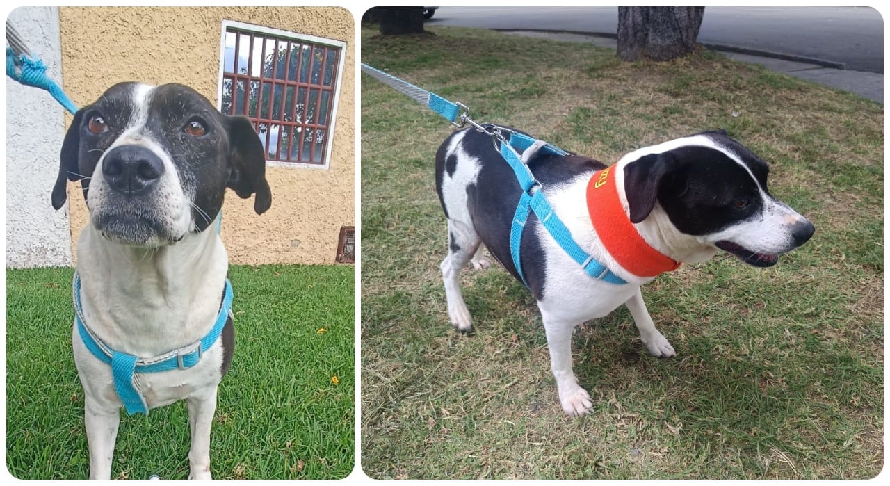 MUU, perrita perdida en Ciudad Bolívar