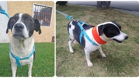 MUU, perrita perdida en Ciudad Bolívar