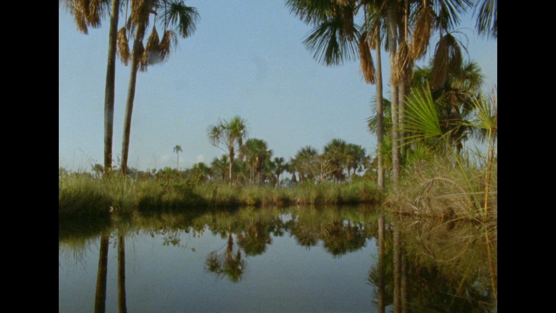 'Morichales' (2024), de Chris Gude.