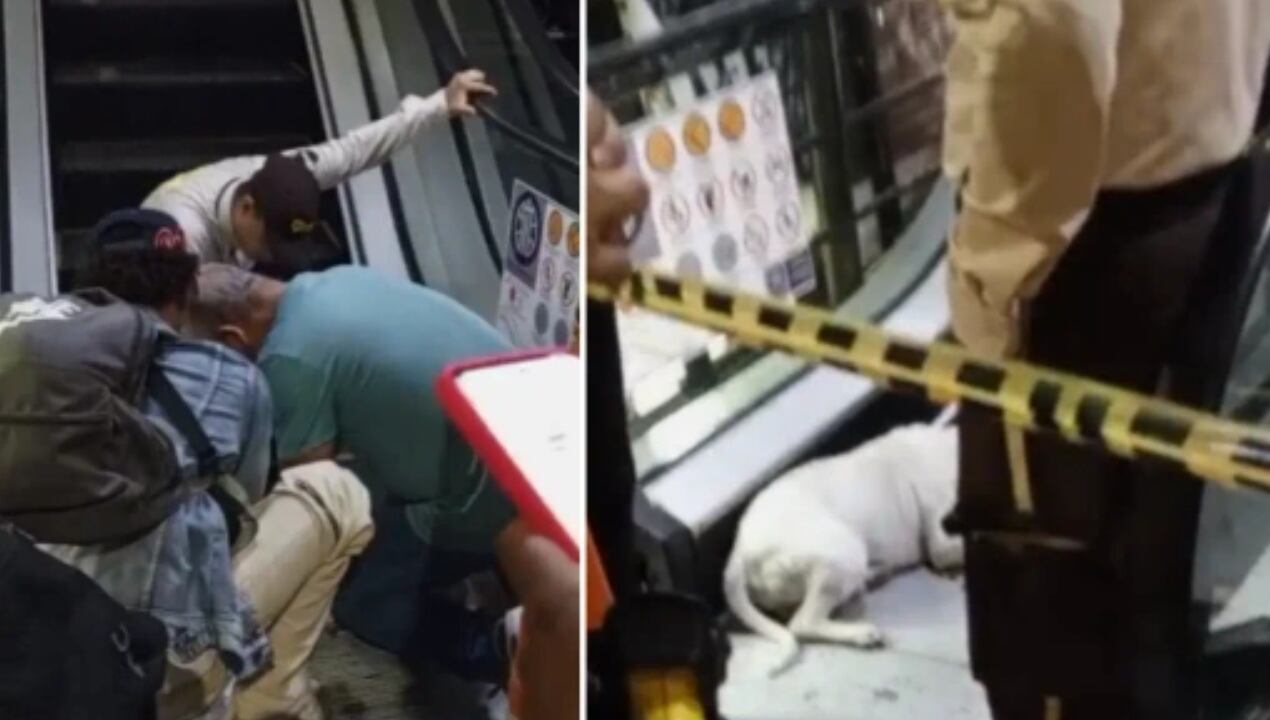 Perrito quedó atrapado en escaleras eléctricas en centro comercial de Medellín