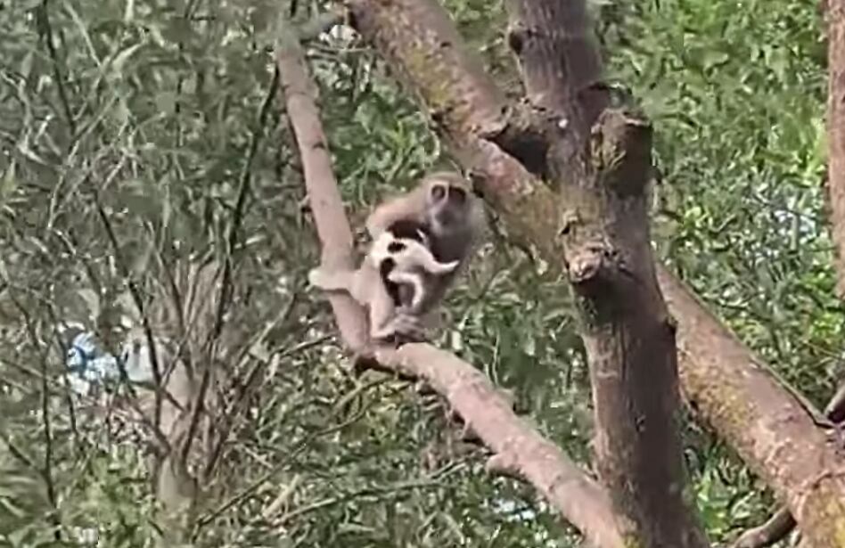 Mono con el perro en sus brazos