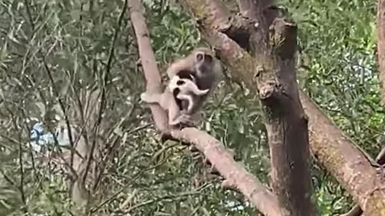 Mono con el perro en sus brazos