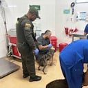 Animales rescatados en Medellín.