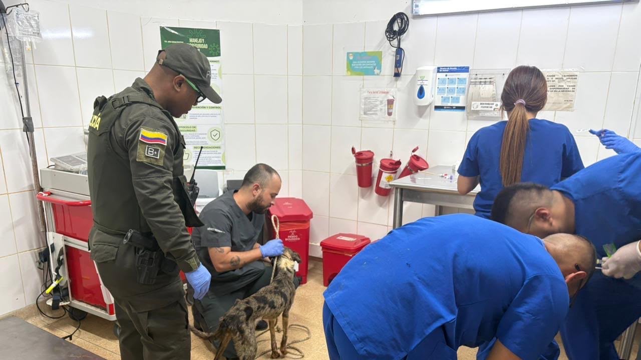 Animales rescatados en Medellín.