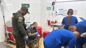 Animales rescatados en Medellín.