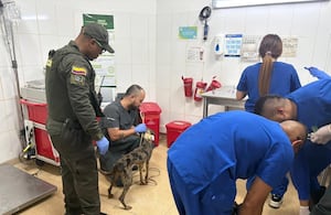 Animales rescatados en Medellín.