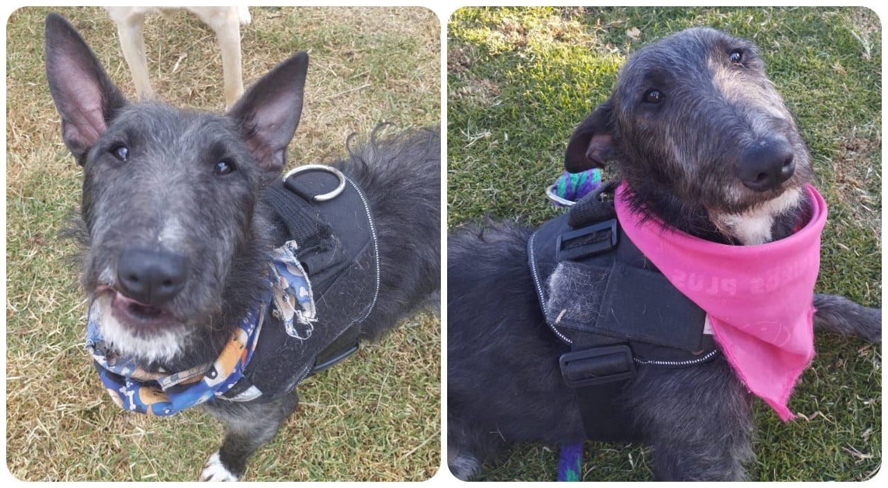 Tayron, perrito perdido