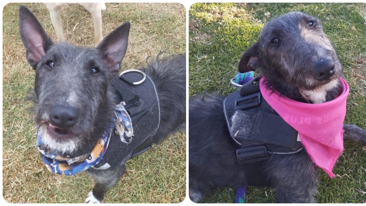 Tayron, perrito perdido