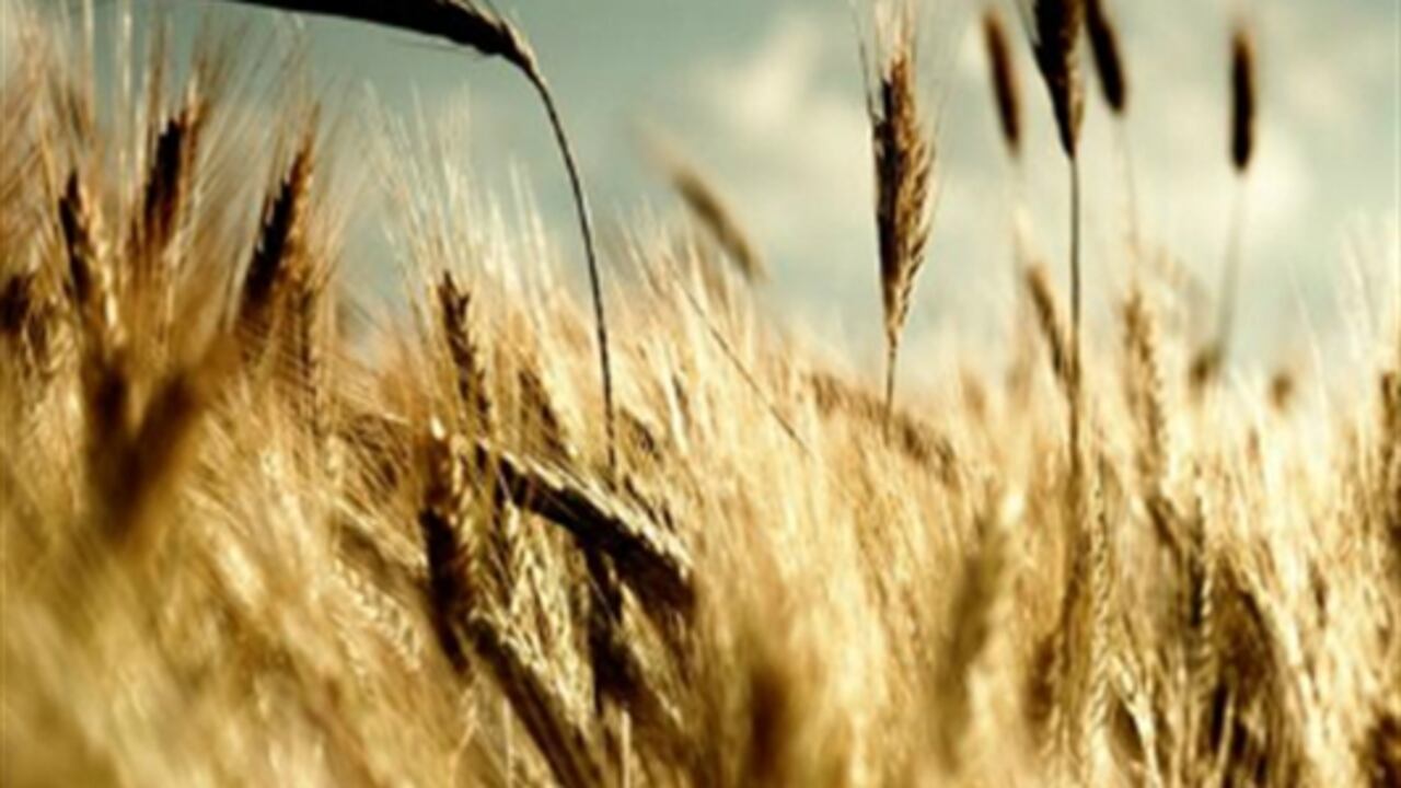 ¿Hasta qué punto es responsable la especulación financiera con productos agrícolas de la hambruna que se padece en distintas partes del mundo?