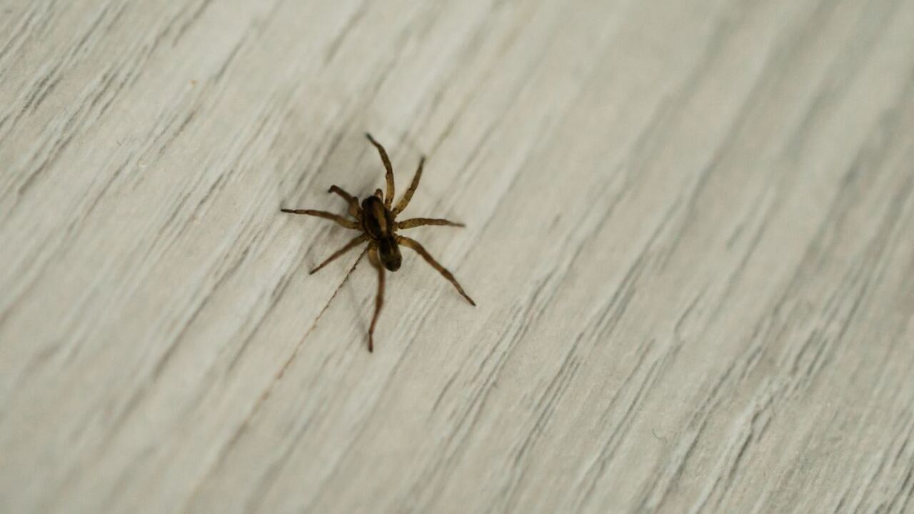 Arañas en la cocina.