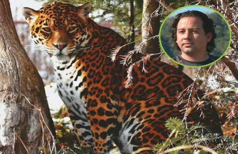 EL HOMBRE DEL JAGUAR - El biólogo marino Diego Zárrate se enamoró de una especie bastante terrenal. Estudioso y especialista del Proyecto de Conservación de Aguas y Tierras, no solo conoce y destaca las propiedades chamánicas del jaguar, también sabe que la comer cialización de sus pieles y la deforestación lo amenazan. Por eso investiga qué hay detrás de las muertes recientes de jaguares en el Caribe. Es fácil compartir la pasión de Zárrate. El felino más grande del continente recorre en promedio 20 kilómetros al día y su territo rio se extiende entre los 73 y los 268 kilómetros cuadrados, en el caso de los machos. Sus manchas son únicas y  lo identifican como su huella digital. Es tímido y evita contacto con humanos, pero cuando ataca lo hace con una mordida capaz de quebrar caparazones, des plazar vertebras y perforar cráneos. En Colombia, habita en Amazonas, Orinoquia, Chocó biogeográfico y el Caribe, y Zárrate sigue adelante pues cree que los grandes cambios son producto de aportes, por mínimos que estos sean.