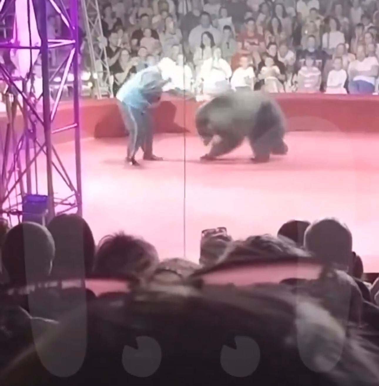 Los ayudantes del entrenador tuvieron que intervenir para separar al oso y evitar una tragedia