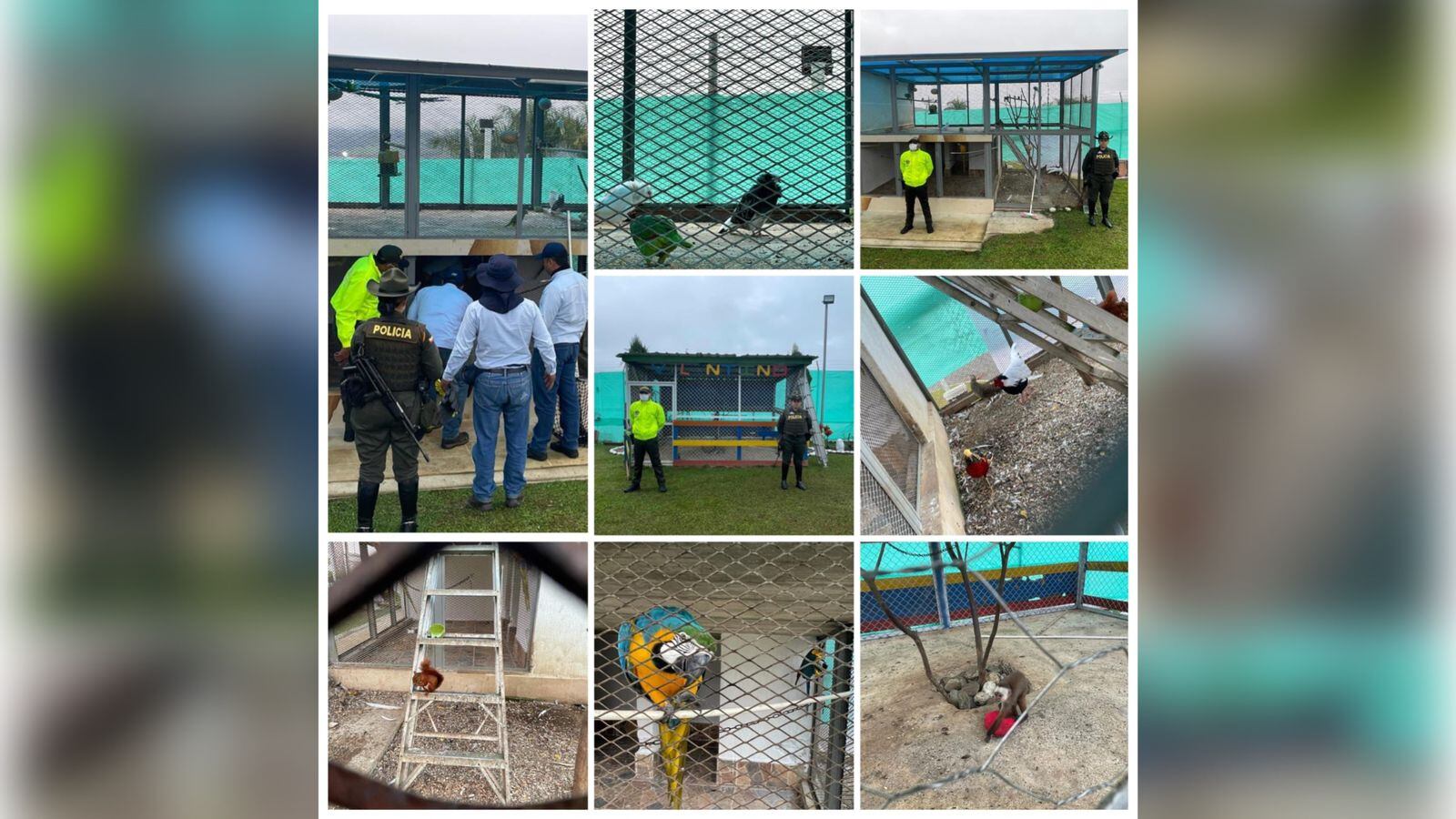 Los animales fueron encontrados en Ansermanuevo y Calima El Darién.