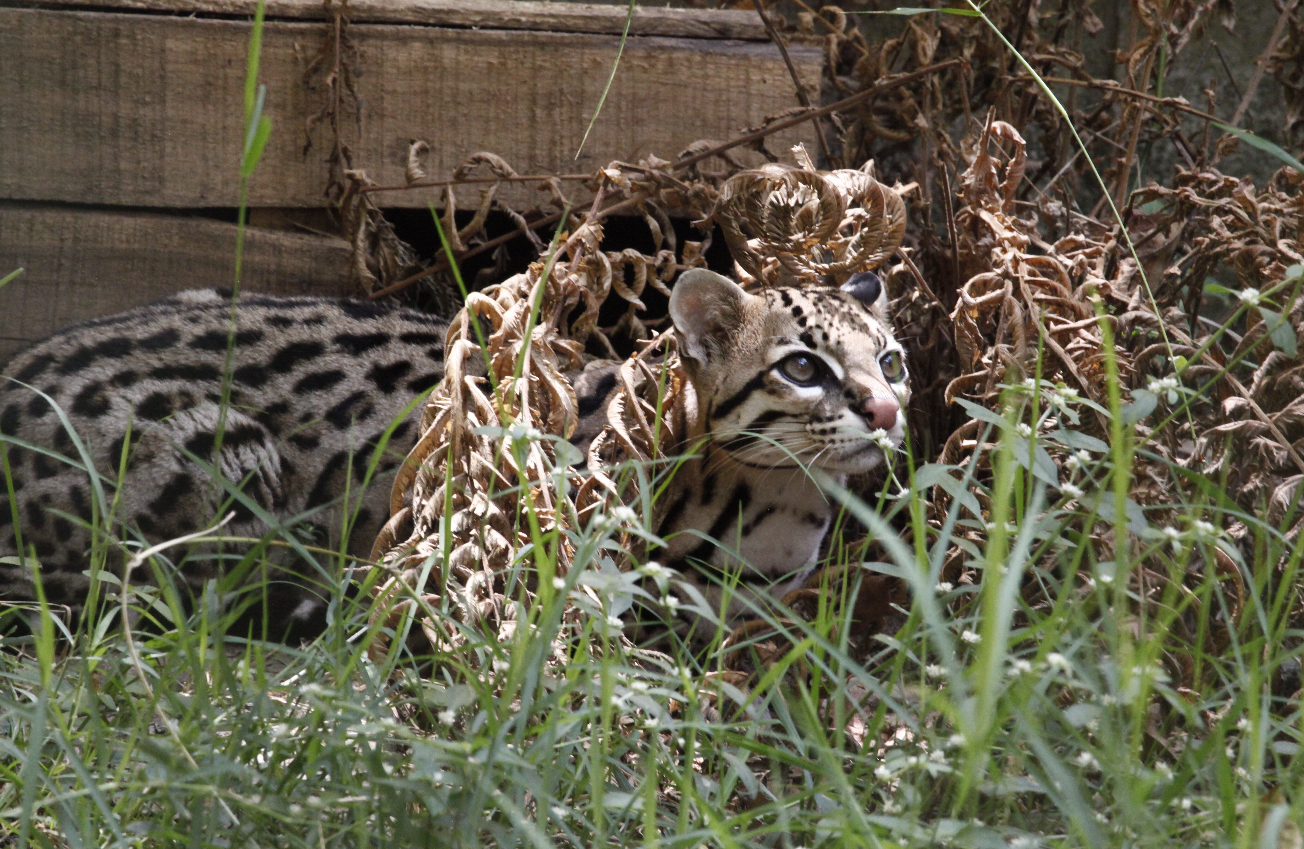 Un alto porcentaje de las especies que son traficadas mueren en el proceso y los pocos que sobreviven reportan traumas. En Colombia,  el Centro de Atención y Valoración (CAV) del Área Metropolitana del Valle de Aburrá reporta un incremento de entregas voluntarias y lo atribuye a las labores de educación y concienciación sobre la tenencia de fauna silvestre.