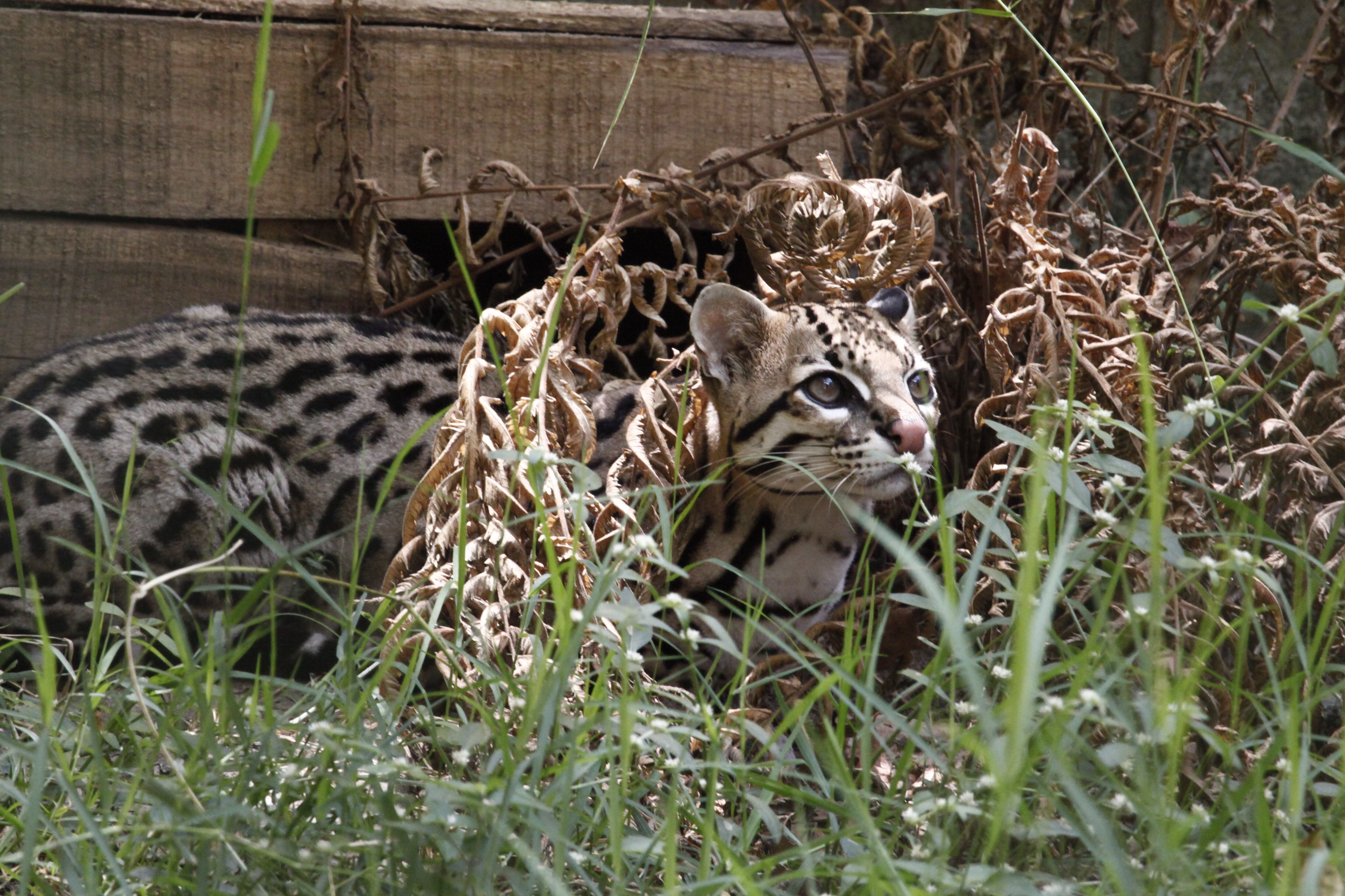 Un alto porcentaje de las especies que son traficadas mueren en el proceso y los pocos que sobreviven reportan traumas. En Colombia,  el Centro de Atención y Valoración (CAV) del Área Metropolitana del Valle de Aburrá reporta un incremento de entregas voluntarias y lo atribuye a las labores de educación y concienciación sobre la tenencia de fauna silvestre.