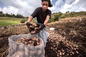 Campesinos cultivadores de papa. Ventaquemada Boyacá Noviembre 4 de 2020.
Foto: Juan Carlos Sierra-Revista Semana.