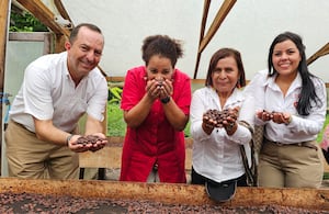 El proyecto Agroemprende Cacao trabaja con 75 familias de la Asociación de Cacaoteros del Perijá (Asocope), en una apuesta por fortalecer la producción y el emprendimiento local