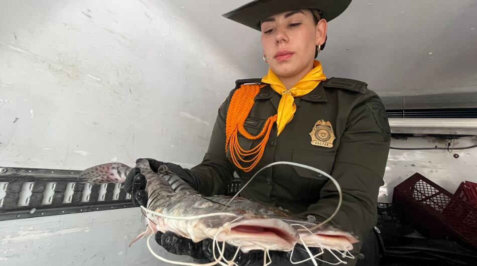 Incautación de pescado en Medellín.