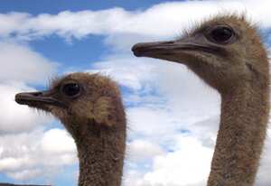 El avestruz macho se distingue por su plumaje negro mientras que el de la hembra es color ceniza.