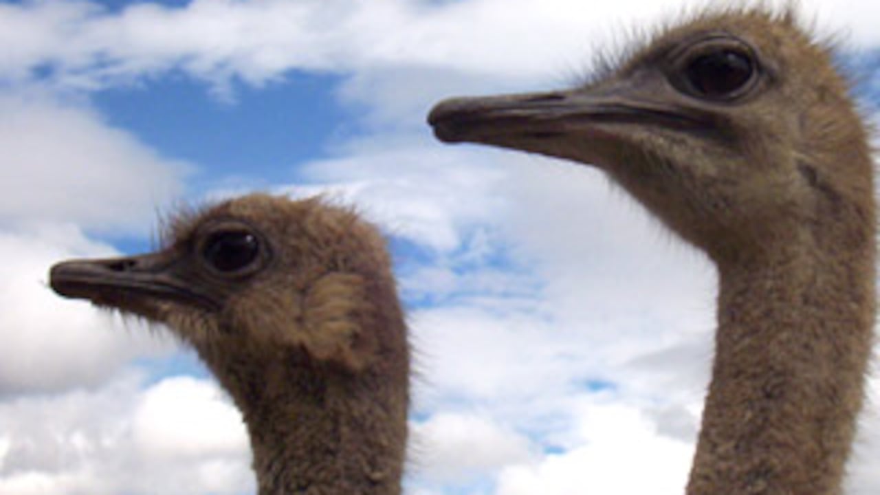 El avestruz macho se distingue por su plumaje negro mientras que el de la hembra es color ceniza.
