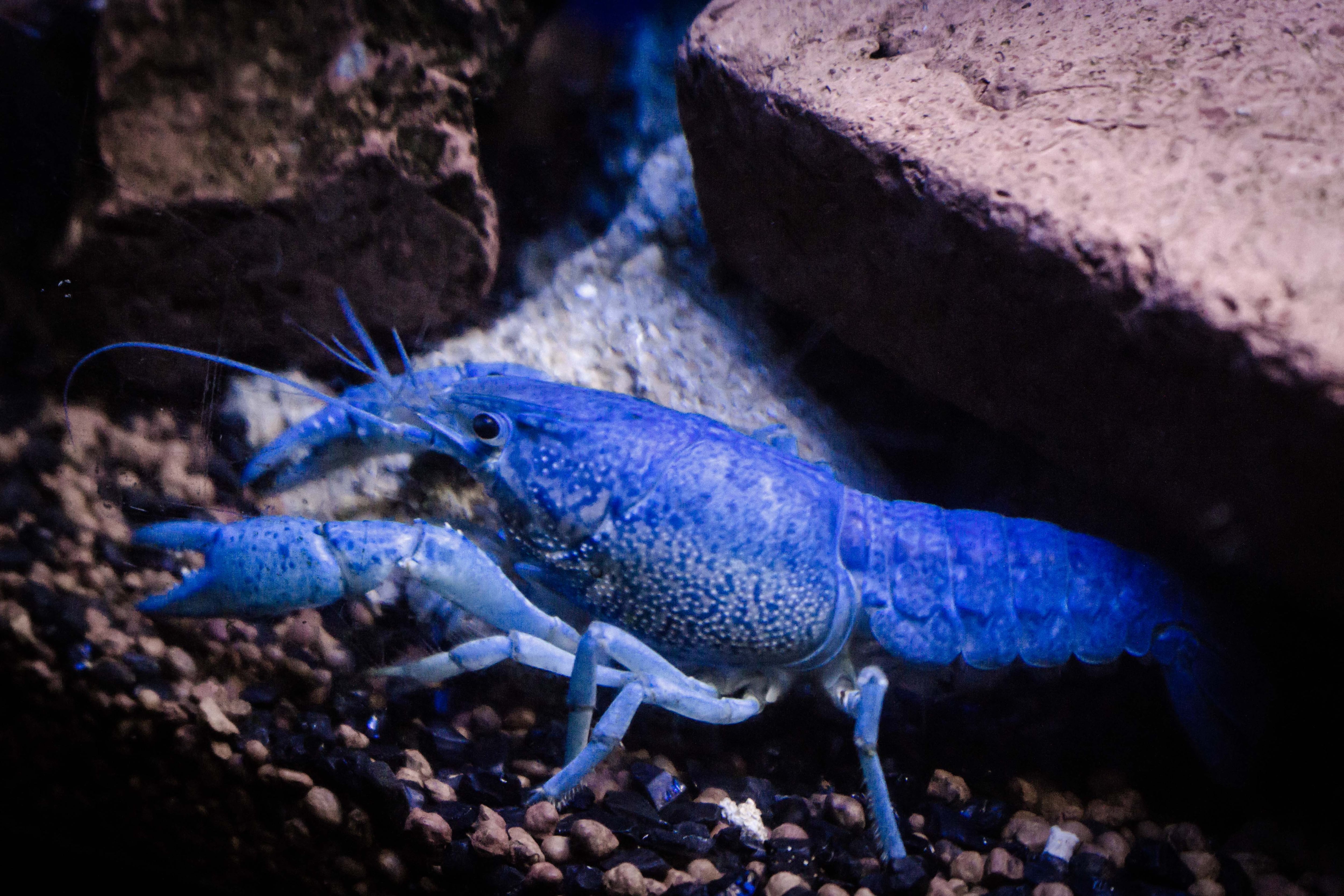 Blue Crayfish
