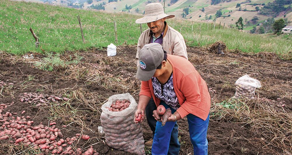 Mercedes ruiz aprendió a cultivar a los siete años. Por entonces, la papa no necesitaba pesticidas y el único abono era el estiércol de ganado. Hoy, ante la caída del precio de la papa, ella y su familia han tenido que privarse de comer frutas y carne.