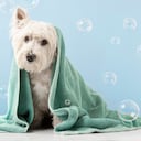 Perro West Highland White Terrier después del baño.