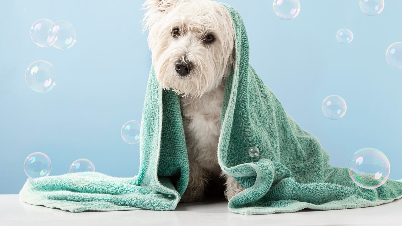 Aunque técnicamente no son vitaminas, los probióticos son suplementos que pueden ayudar a mejorar la digestión y, en última instancia, estimular el apetito del perro.