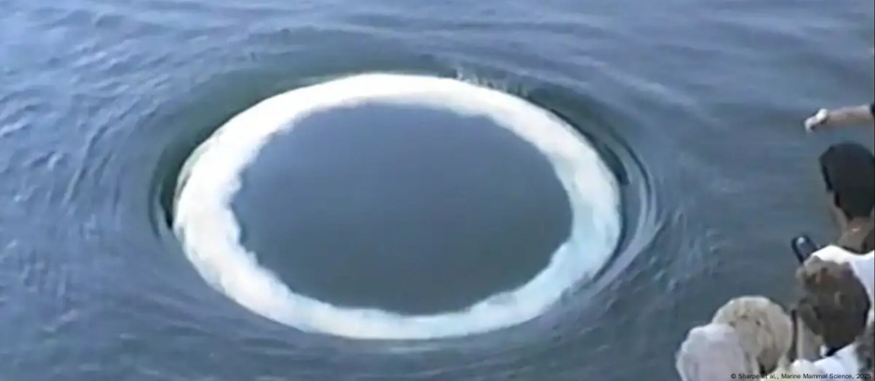 Científicos registraron 39 anillos de burbujas en interacciones entre ballenas y personas.
