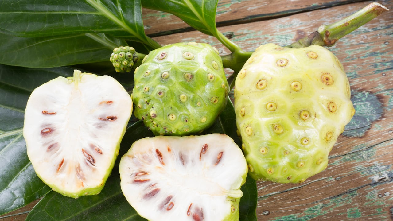 La fruta noni cuyo nombre científico es Morinda citrifolia es originaria del Sudeste de Asía, Indonesia y Polinesia