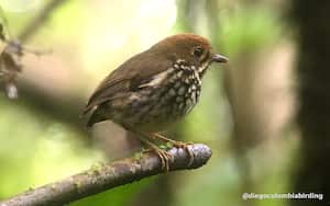 El Tororoi Bailador será uno de los homenajeados durante la edición de la 62 Feria de Cali.