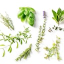 plantas medicinales - hierbas medicinales