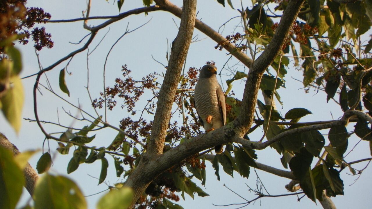 Por medio de aplicaciones como Merlín, el observador puede identificar la especie que está observando. Muchas veces esto depende de la ubicación geográfica, pues hay aves endémicas. “En estos casos es mejor apoyarse con los guías de los departamentos o municipios y los expertos”, dice Bernal. Foto: Gavilán Caminero - Cortesía Luis Naranjo - Reserva Sol y Luna.