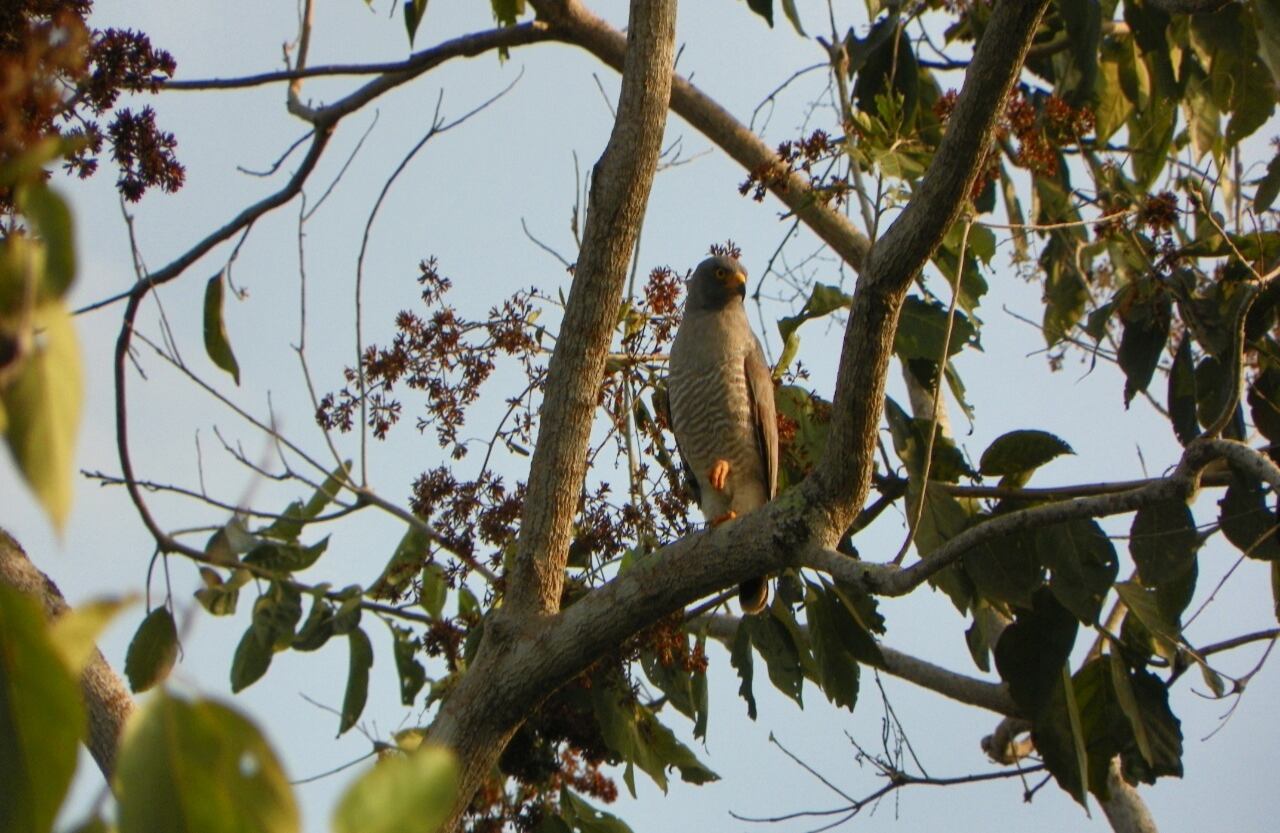Por medio de aplicaciones como Merlín, el observador puede identificar la especie que está observando. Muchas veces esto depende de la ubicación geográfica, pues hay aves endémicas. “En estos casos es mejor apoyarse con los guías de los departamentos o municipios y los expertos”, dice Bernal. Foto: Gavilán Caminero - Cortesía Luis Naranjo - Reserva Sol y Luna.