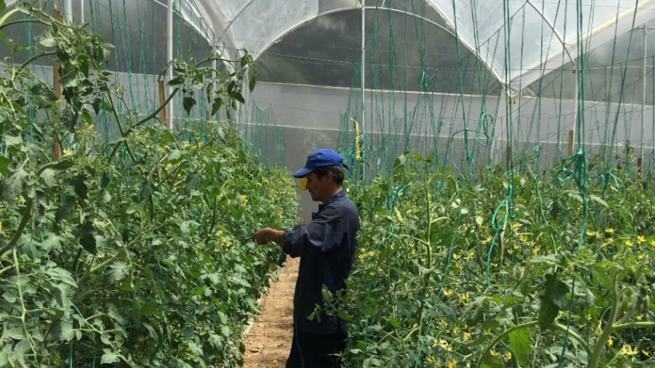 Producción de tomate