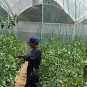 Producción de tomate