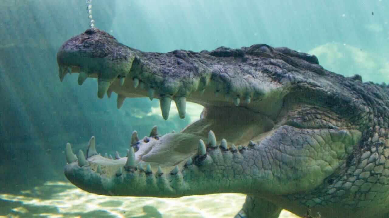 El ataque del cocodrilo se produjo cuando el hombre buceaba con su esposa y algunos amigos (imagen de referencia).