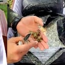 La Policía Nacional incauta un cargamento de más de media tonelada de marihuana transportada en ataúdes