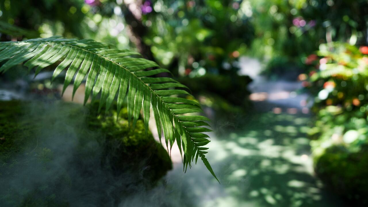 Los bellos paisajes y los bosques de niebla son de los atractivos de Marulanda, en caldas. (Foto de referencia).