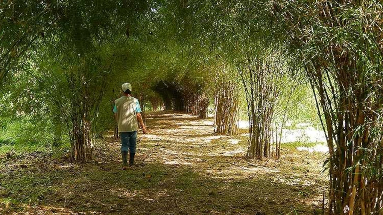 El túnel del amor y de la naturaleza', en la hacienda 'El Bambusal', da la bienvenida antes del recorrido ecológico.