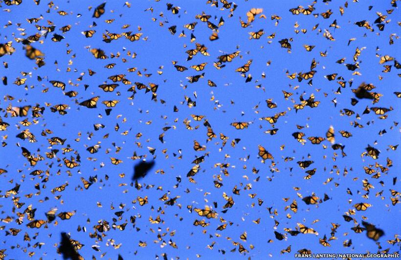 Sin límites: 125 años de Fotografías de National Geographic es una subasta por internet de fotografías antiguas y contemporáneas que Christie's coordina y que cerrará el 29 de julio de 2013. Estas mariposas monarca en pleno vuelo fueron fotografiadas por Frans Lating en Michoacán, México. (Foto original de NatGeo / Tomada de BBC Mundo).