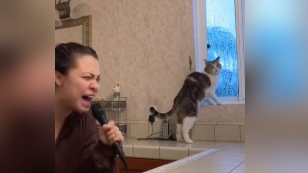 Sorpresa de un gato ante el desafinado canto de su dueña despierta sensación a través de las redes sociales.