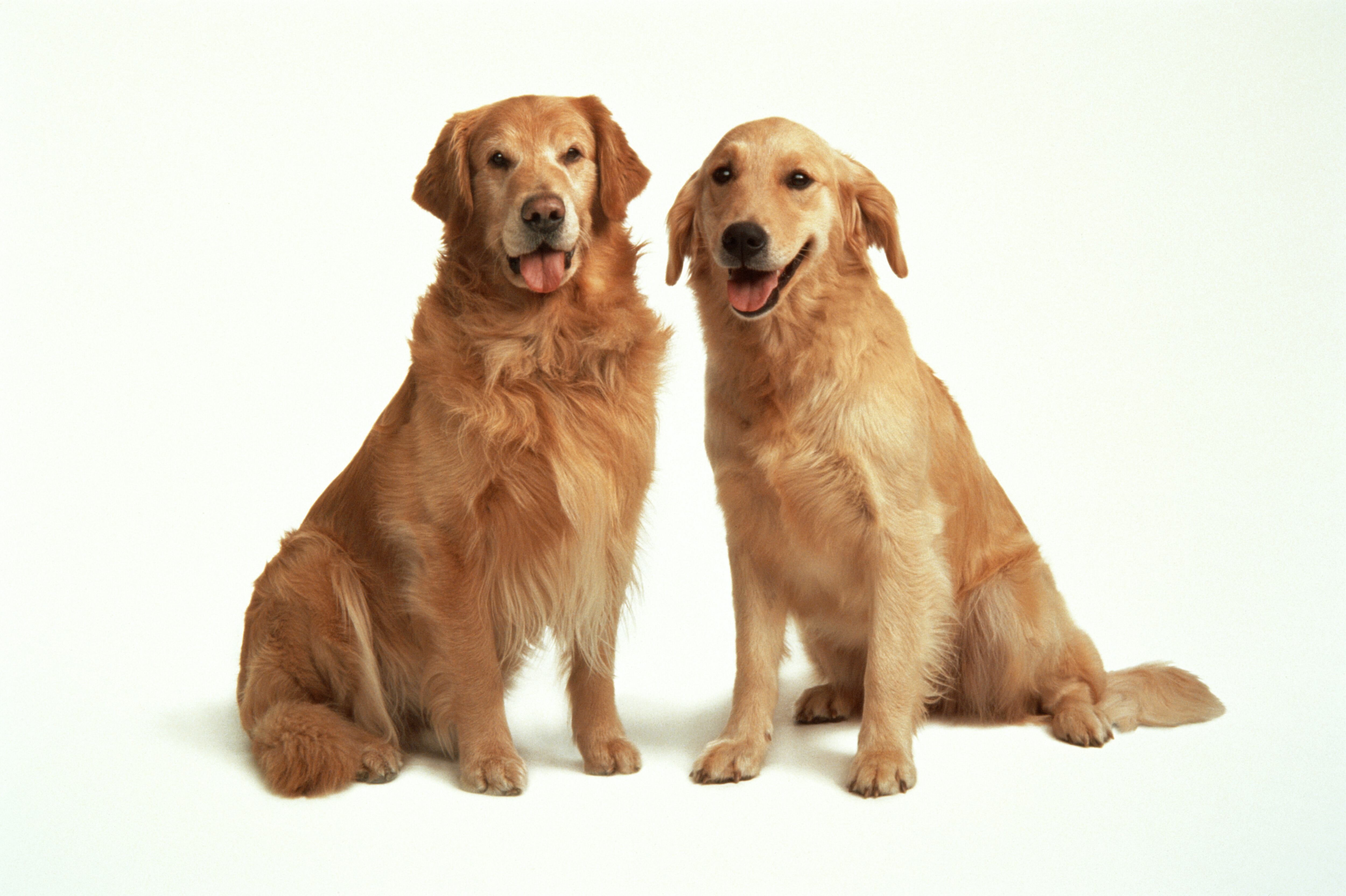 Perro Golden (foto Getty)
